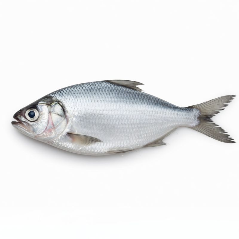 Padma Hilsa