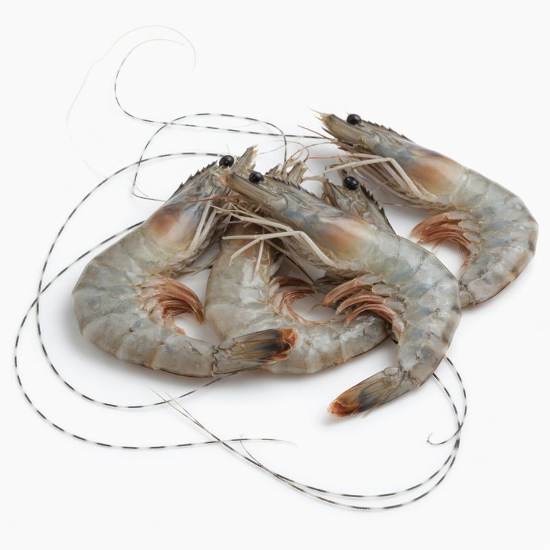 Golda River Prawn